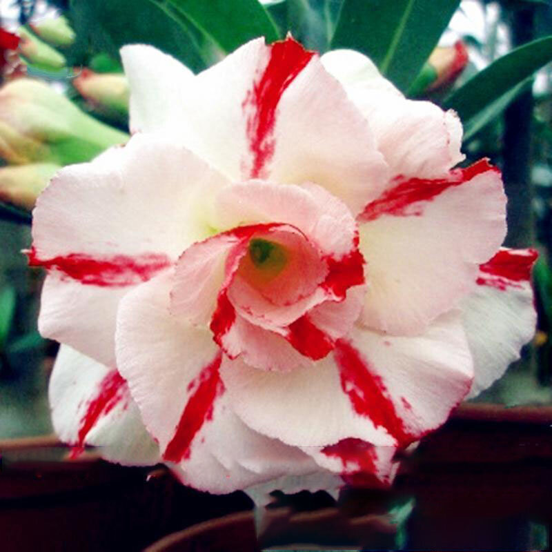 100 pz rыgarden Adenium Obesum semi natura rara bella abbastanza deserto rosa fiore essenza idratante balsamo per le labbra YN2F