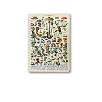 Affiche avec motif animaux palaeobios insecte papillon et champignons,peinture sur toile et art mural à l'huile de décoration de la maison avec fleurs et plante