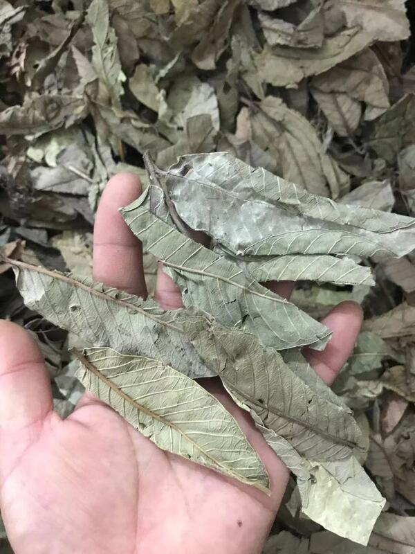 Folha de goiaba seca verde--100% folhas de goiaba naturais hojas de guayaba secas-anti perda de cabelo