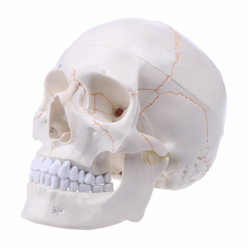 Modelo de cráneo humano de tamaño real, anatomía anatómica, enseñanza médica, esqueleto, cabeza, estudiar, suministros de enseñanza