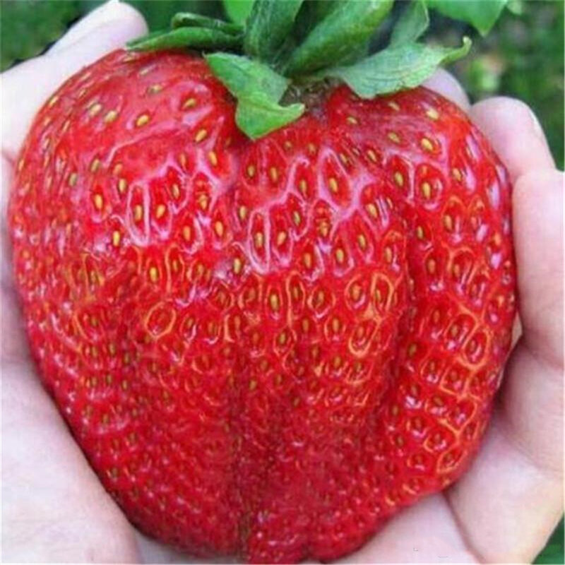 500Pcs Organische Erdbeere Samen Bonsai Obst Aromatische Bad Schrank Natürlichen Obst Pflanzen Garten Home Möbel JCV0