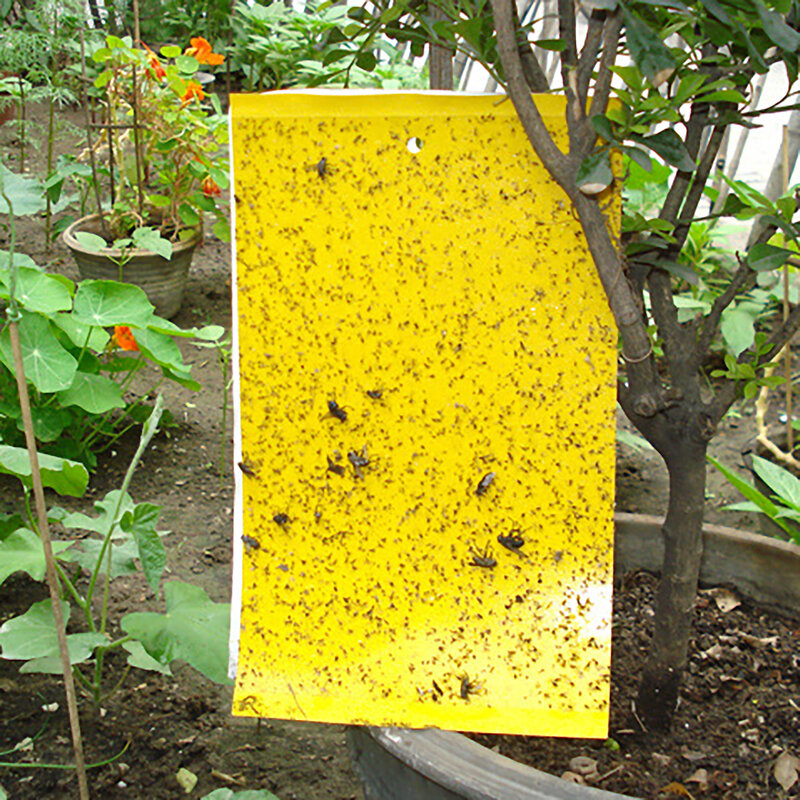 1 stücke 25*20/20*15cm Fliegen Fallen Effektive Praktische Fang Blattlaus Insekten Mörder Für Fliegen Insekten Fang garten Werkzeuge