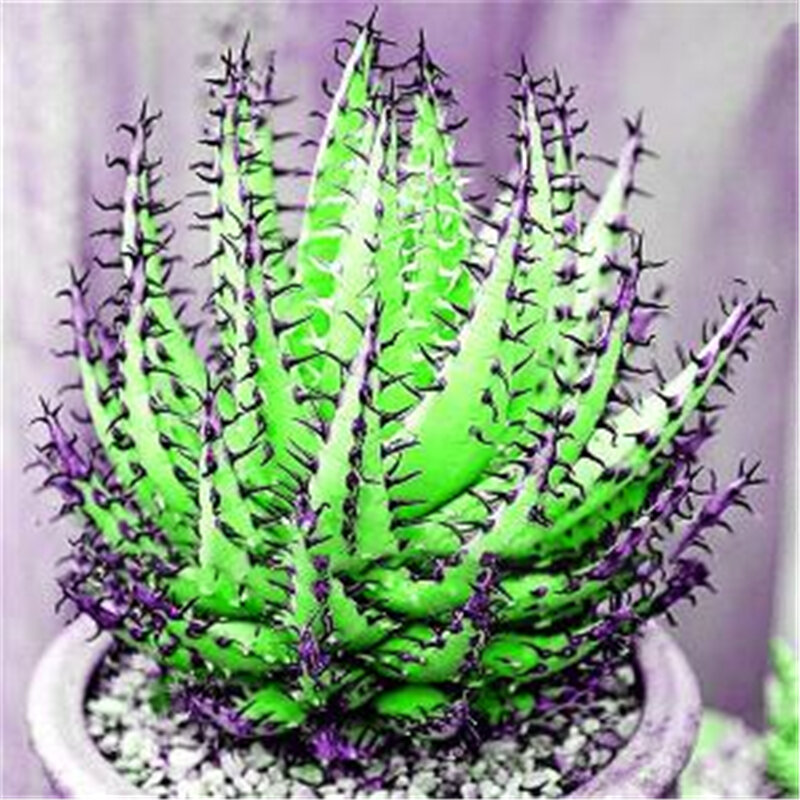 100 pçs planta jardim colorido aloe cactus sementes vaso casa de banho gabinete raro aloe bonsai madeira móveis para casa V-RG