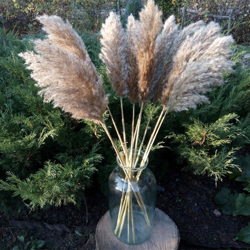 Free Shipping Dried Pampas Grass Decor Wedding Flower Bunch Natural Plants for Home Christmas Decorations 2021