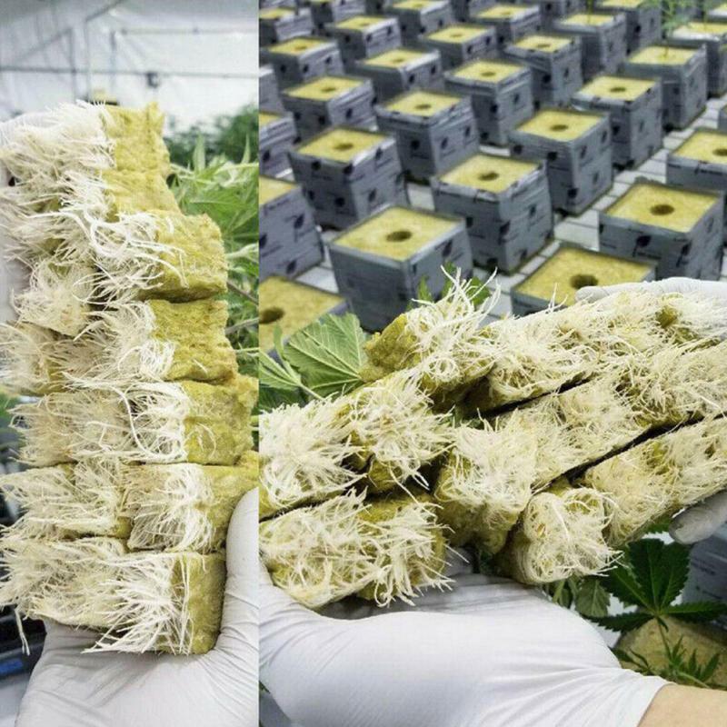 50pcs Soilles Plantin Sponge Planting Grow Grodan Starter Cubes Rockwool Media Spread Cloning Rock Wool Cubes