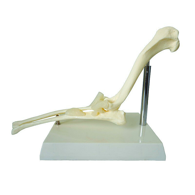 dog elbow joint canine joint with ligament canine bone model
