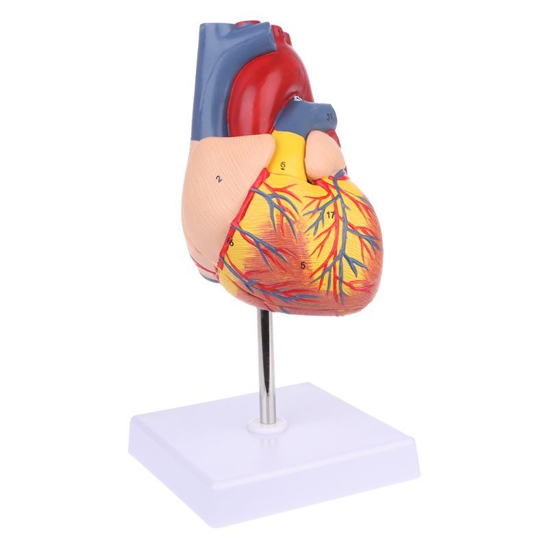 نموذج قلب بشري مفكك ، أداة تدريس ، تشريح ، هيكل قلب بشري لتدريس القلب الطبي