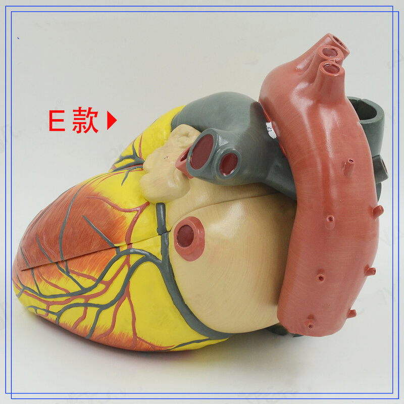 Анатомическая модель сердца, обучающая модель v-am015, модель органа, медицинская модель