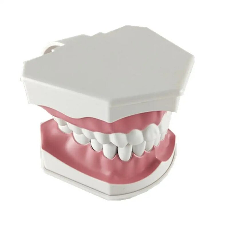Modelo de dentes dentais adultos, e escova de dentes com removível, modelo de ensino de alta qualidade para crianças