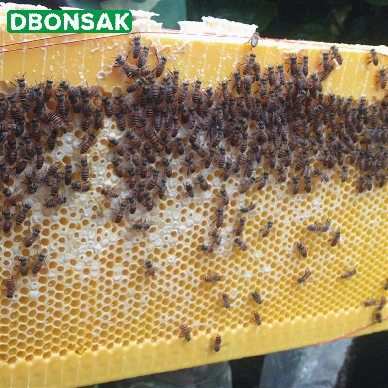 อัตโนมัติ Honey Collection Nest กรอบ Beekeeper Beehive เกรดอาหารพลาสติกรังผึ้งบล็อก Bee ม้ามกล่องเครื่องมือการเลี้ยงผ...