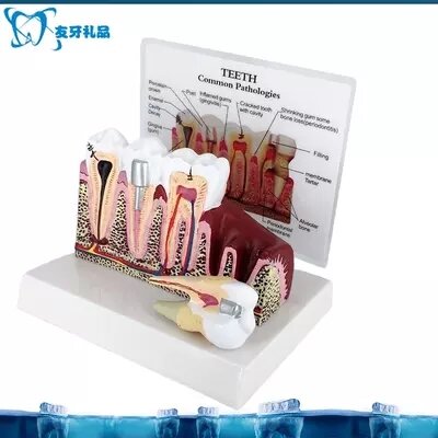 dental anatomical model  free shopping