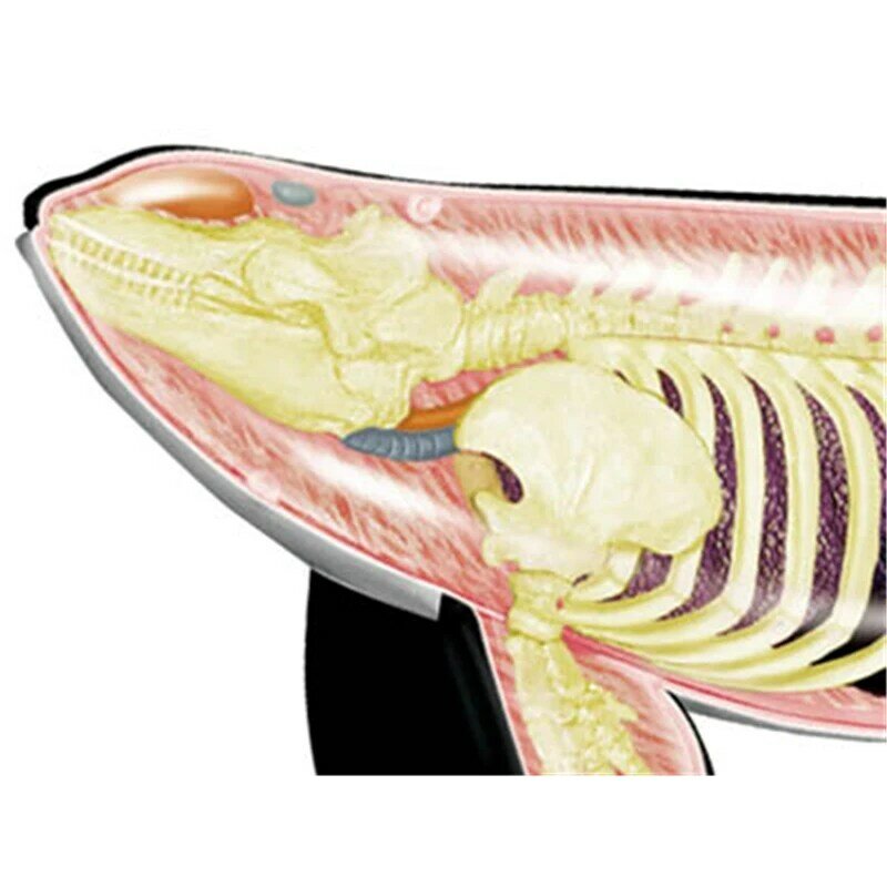 Jouet d'assemblage d'intelligence de baleine 4D, modèle d'anatomie des organes d'animaux, enseignement médical, appareils scientifiques populaires à monter soi-même