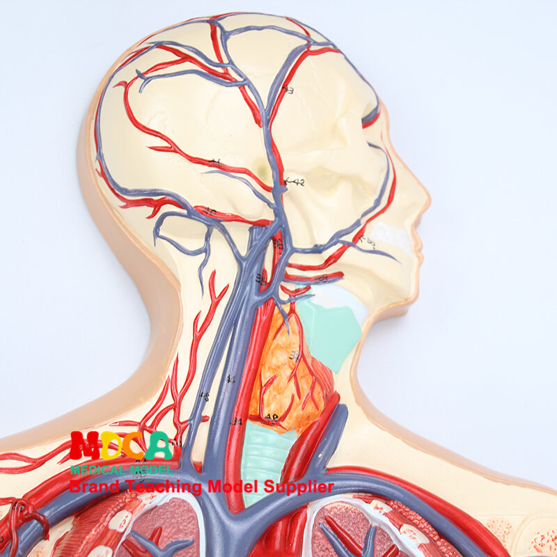 Modelo de enseñanza médica de la circulación sanguínea humana MSJXT003, modelo neurovascular cardiovascular