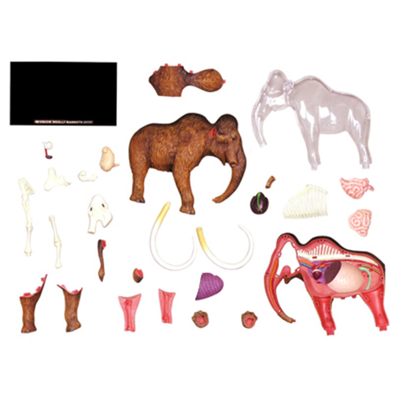 Juguete de ensamblaje de inteligencia mamut 4D, modelo de Anatomía de órgano Animal, enseñanza médica, electrodomésticos de ciencia Popular DIY