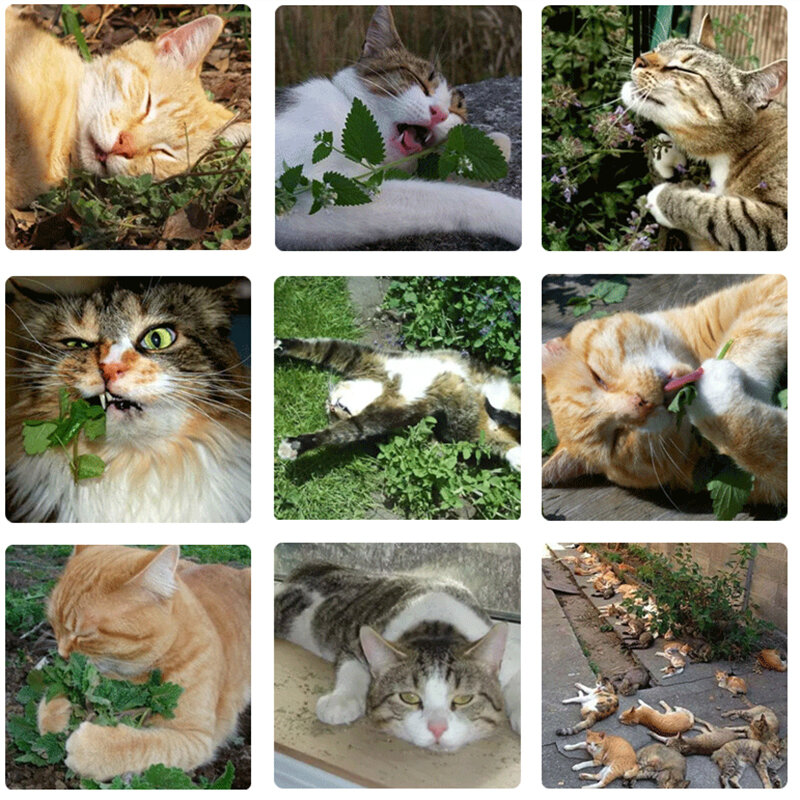 Cataire naturel biologique de qualité supérieure, peut être saupoudré sur des jouets et boule d'herbe à chat agréable pour animaux de compagnie