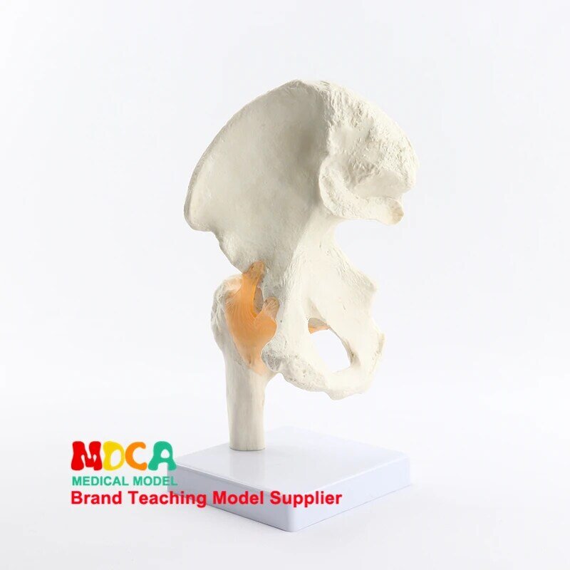 Modelo funcional de enseñanza de la articulación de la cadera, modelo de enseñanza médica, formación médica, enseñanza médica, MGJ004
