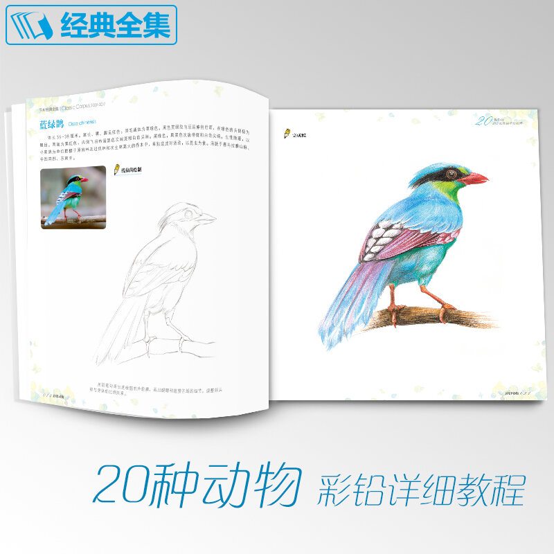 Neue arrivel Farbige bleistift Zeichnung tutorial kunst buch 20 arten von tiere super detaillierte farbe blei hand-gemalt tutorial buch