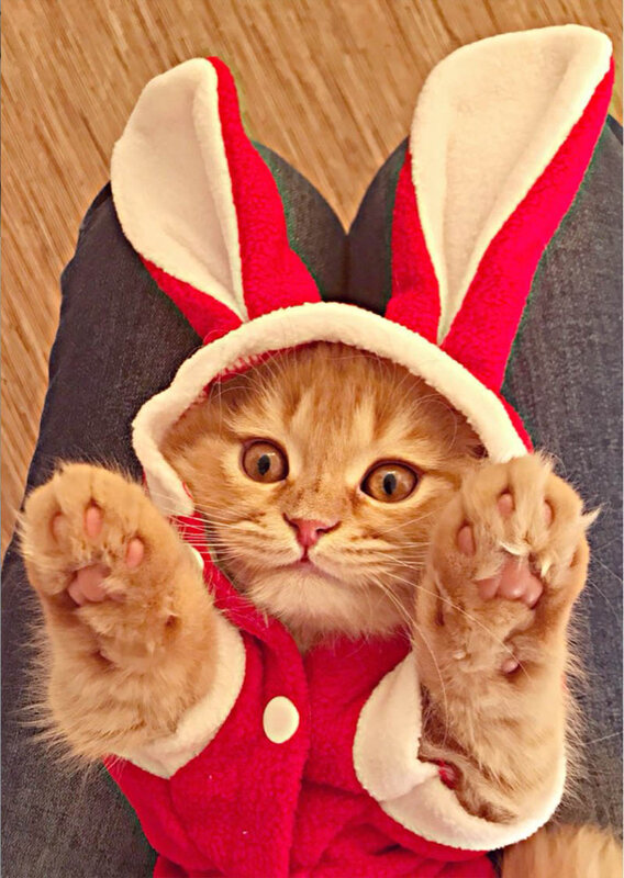 Cute Cat Clothes Easter Rabbit Animals Clothing Costume Fleece Warm Cat Clothes Coat Jackets Outfit for Cats Costume 29S2