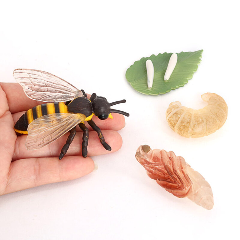 Educación Plástica Niños Ciclo De Insectos Figura Modelo 