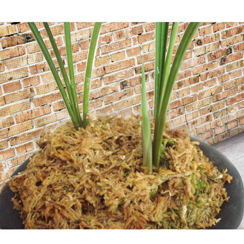 12 L Sphagnum Moss Pelembap Nutrisi Pupuk Organik Melindungi Akar Tanaman Sukulen Anggrek DIY Pot Bunga Taman Rumah