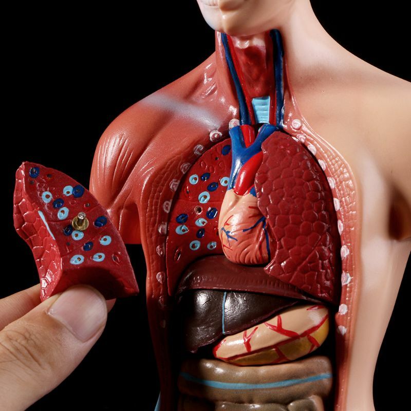 Cuerpo del Torso humano modelo anatomía, órganos internos médicos anatómico para enseñar