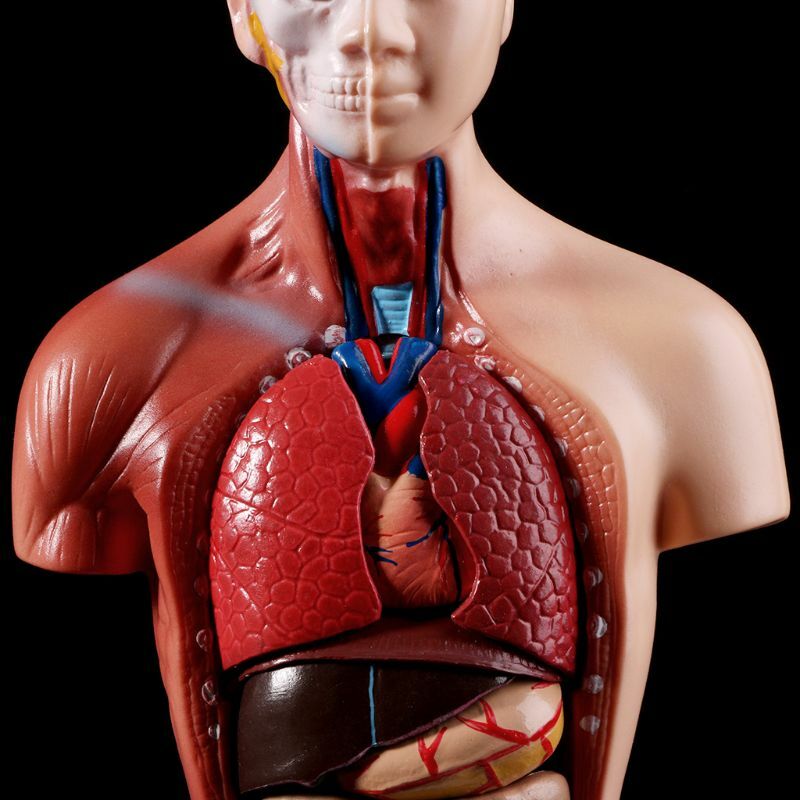 Cuerpo del Torso humano modelo anatomía, órganos internos médicos anatómico para enseñar