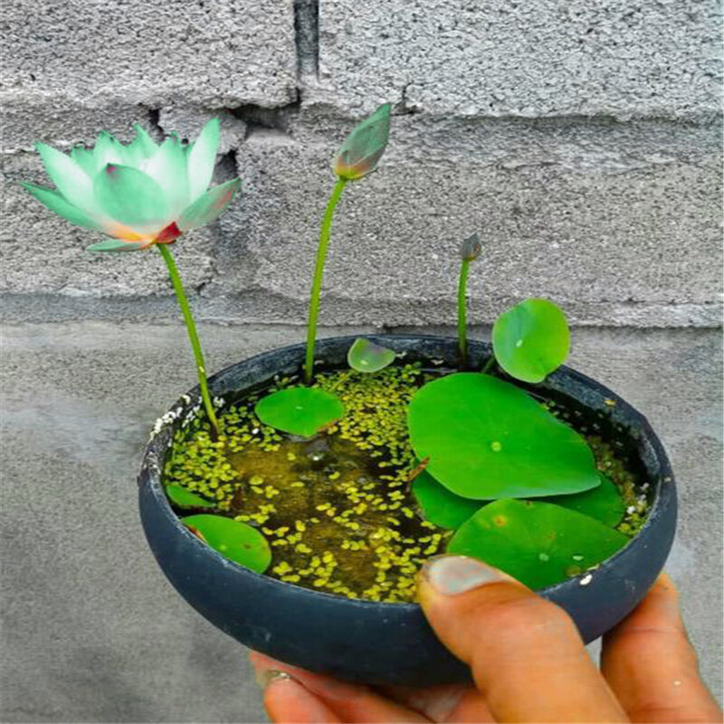 3 Buah Mangkuk Mini Biji Teratai Taman Tanaman Alami Sayuran Rumah Buah Air Bunga Lili Kabinet Kamar Mandi Kayu