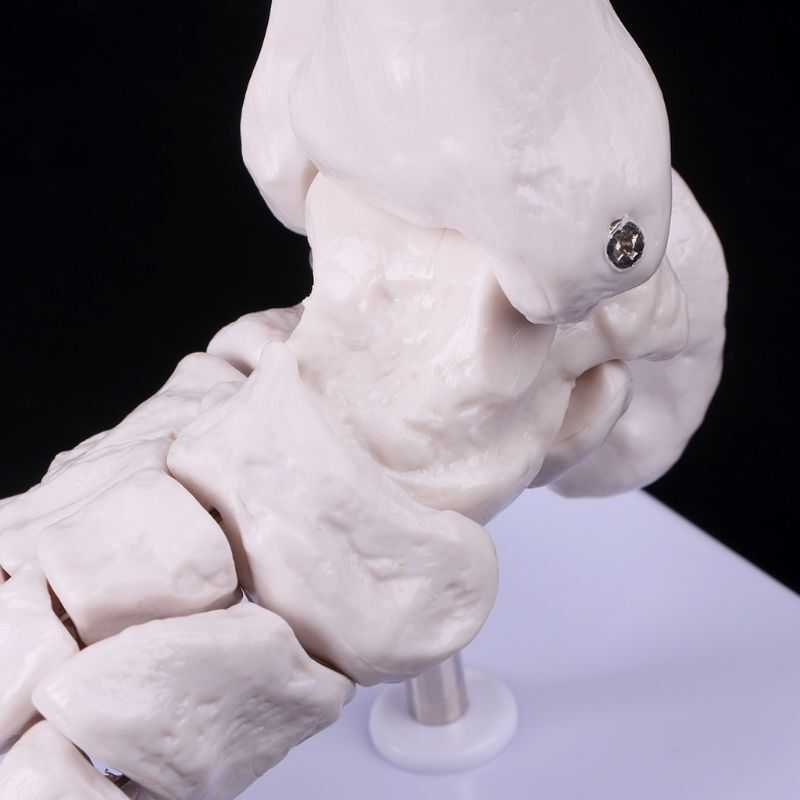 H4ga, tamanho real, pé, tornozelo, articulação anatômica, esqueleto, modelo de exibição, ferramenta de estudo