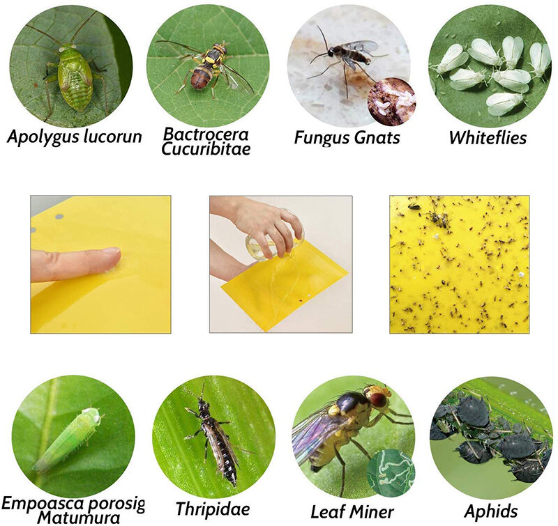 30-100pcs Strong Fly Traps Bugs Sticky Board Dual-Sided Catching Aphid Insect Pest Control Whitefly Thrip Leafminer Glue Sticker