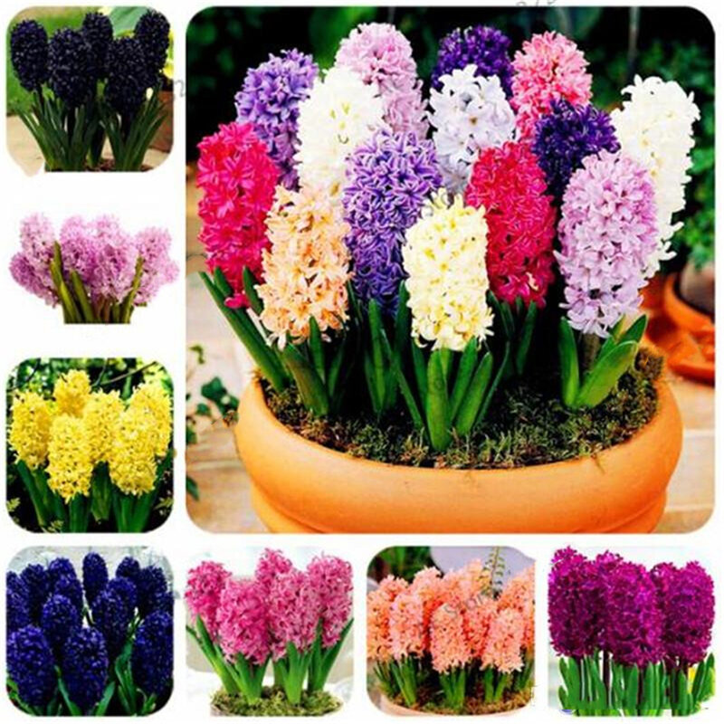 Lâmpadas de semente de hyacinto para casa e banheiro, 2 peças, planta de jardim perene colorida, flor de madeira, móveis para casa fz-l