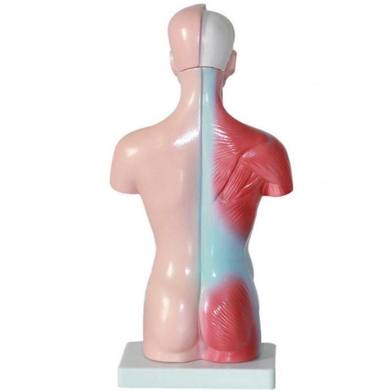 Модель внутреннего органа 15 шт./компл., обучающий анатомический обучающий инструмент, модель человеческого туловища для класса