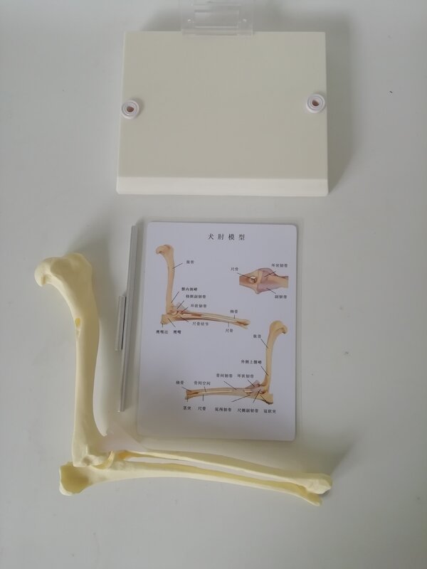 Articulación de codo de perro, modelo de articulación canina con ligamento, hueso canino