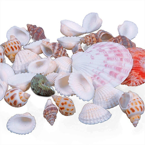 Venda quente! Conchas de mar para decoração de aquário, artesanato artificial, fotos e adereços, 100 g/saco