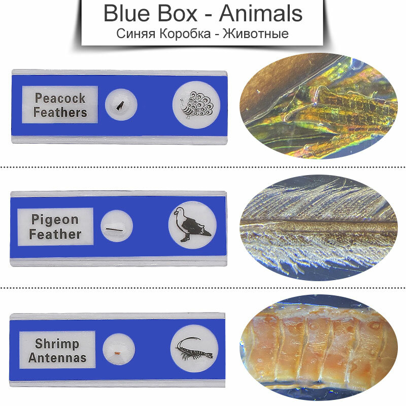 48 PCS Prepared Plastic Microscope Slides Biological with 4 Boxes for Children Student Enlighten Education