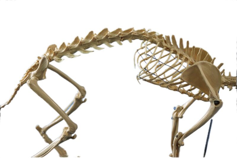 Modelo de osso de gato, modelo de osso de animal, modelo de plástico de osso de gatinho