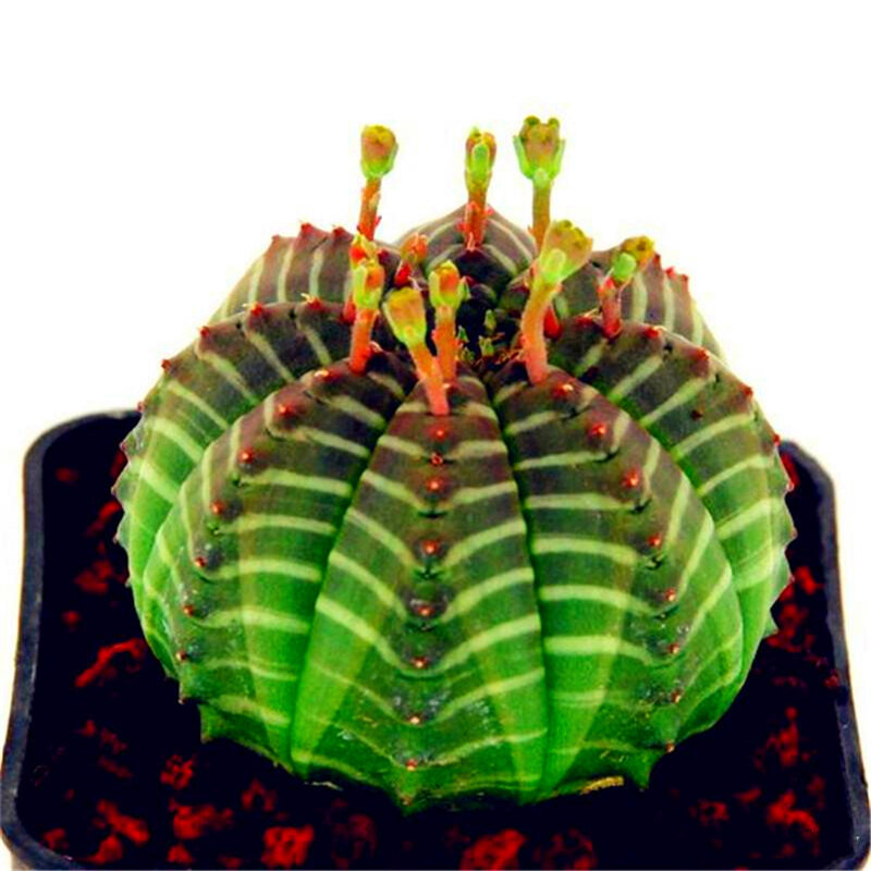 50 Buah Bibit Sukulen Bunga Kabinet Kamar Mandi Warna-warni Harum Euphorbia Obesa Tanaman Langka Kayu Kaktus Furnitur Rumah K2U-0
