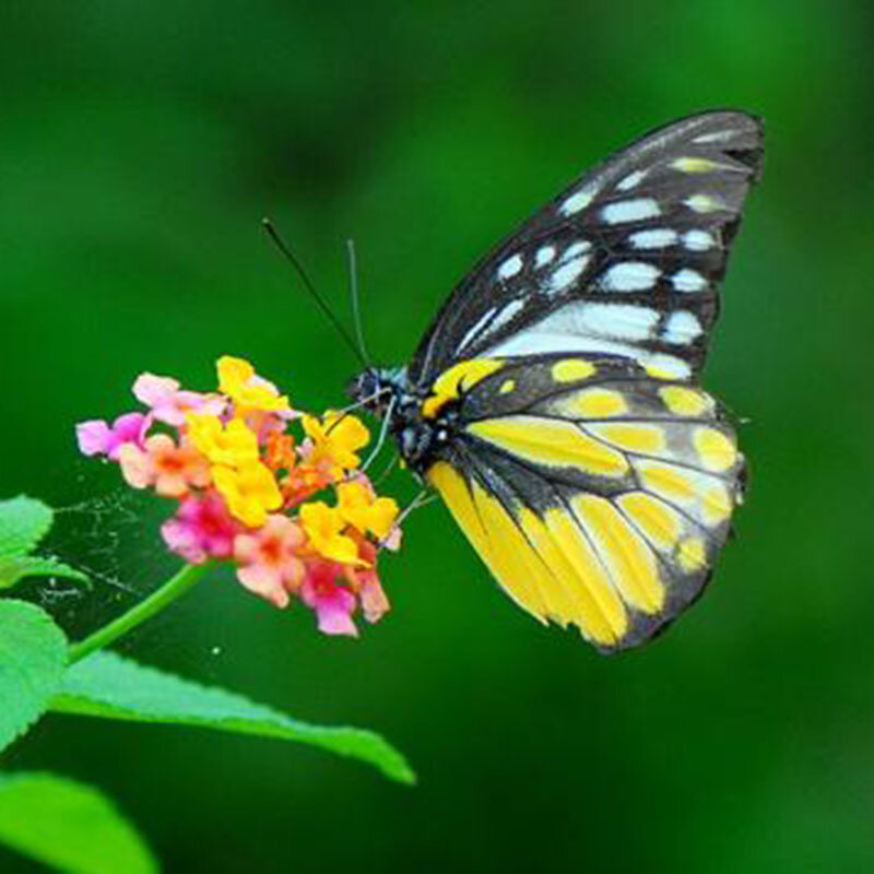 10 pçs natural real natural não montado borboleta espécime material de arte colorido misto le papillon decoração para casa diy
