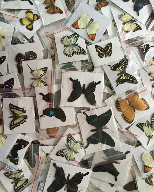 10Pcs Natural Real Natural Unmounted Butterfly Specimen Artwork Material Colorful Mixed Le Papillon Home Decoration DIY