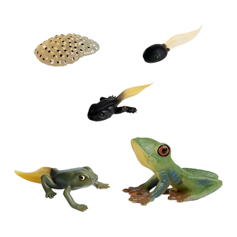 Kunststoff Kinder Insekten Zyklus Figur Frosch Tier Wachstum Modell Spielset Pre-schule Lernen Phantasie Biologie Spielzeug Party Favors