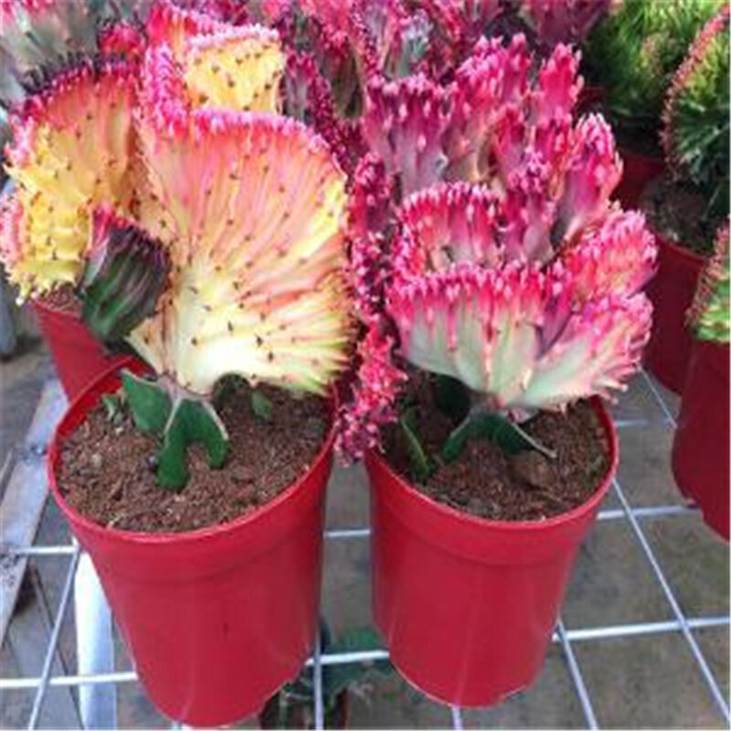 30 Pièces Fleur Graines de Cactus Bonsaï Légumes Armoire De Toilette Naturel Rare Plante Jardin Meubles De Maison PTS-07