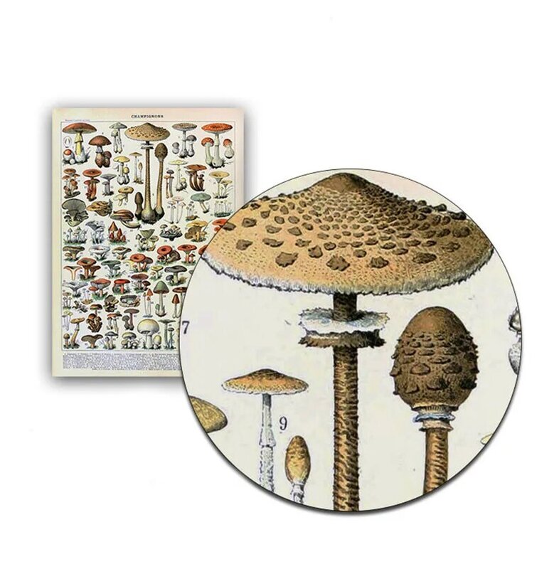 Плакат Palaeobios с изображением растений, цветов, животных, насекомых, бабочек, грибов, настенная живопись, картина маслом, домашний декор