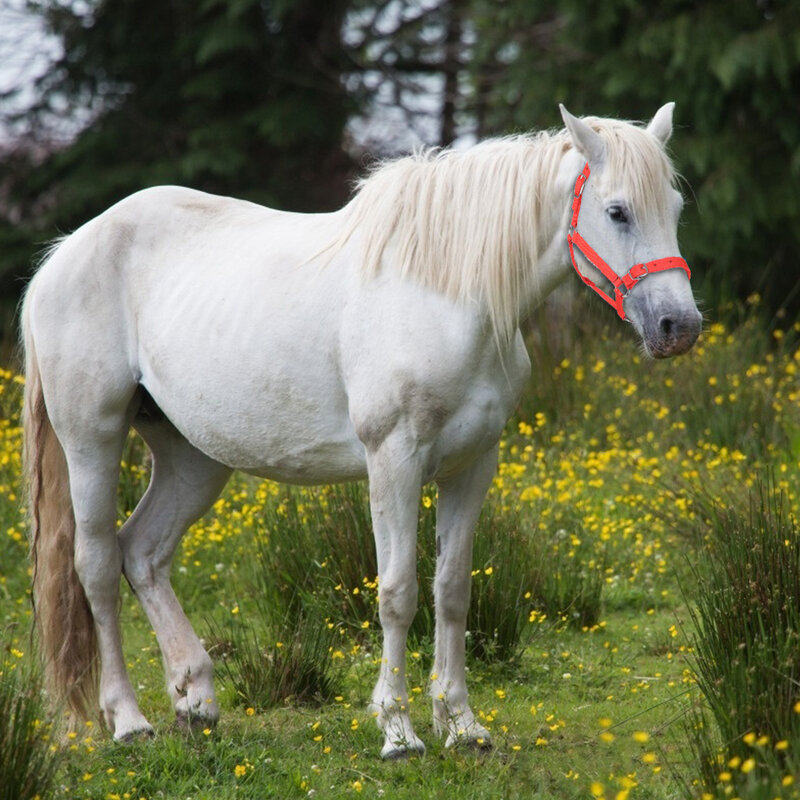 Collare a testa di cavallo cinture regolabili di sicurezza per la guida cinture per equitazione attrezzatura da corsa per equitazione corda da allenamento