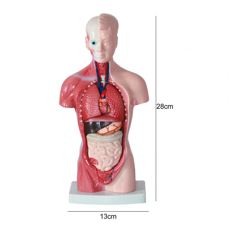 Модель внутреннего органа 15 шт./компл., обучающий анатомический обучающий инструмент, модель человеческого туловища для класса