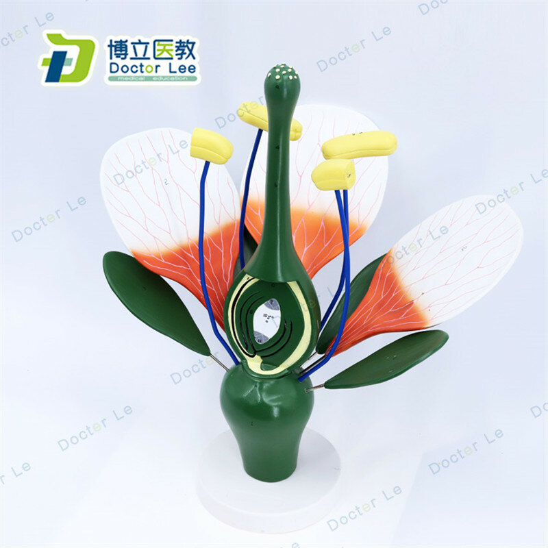 Modelo de Anatomía de planta de flor de melocotón agrandada 6 veces para enseñanza y aprendizaje de arte y biología