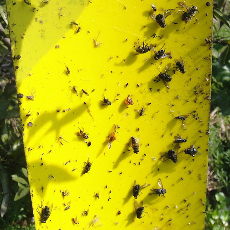 1 Uds 25*20/20*15cm moscas trampas prácticas eficaces atrapar áfidos los insectos asesino para moscas insectos captura de herramientas de jardín