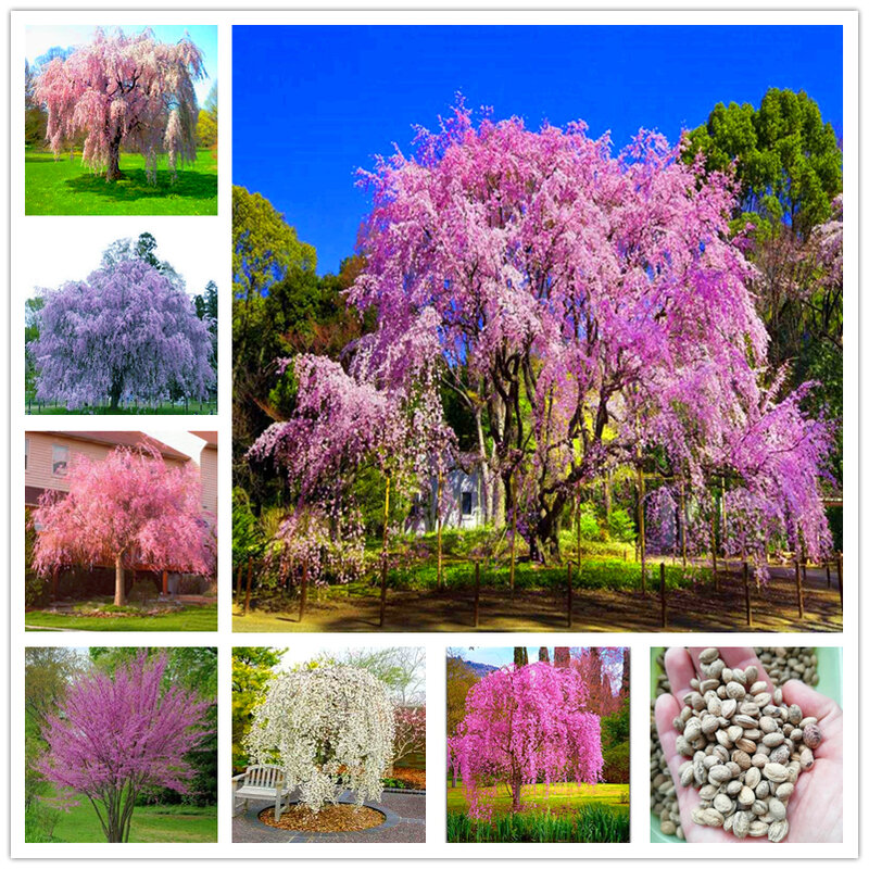10 Buah Tanaman Bonsai Sayuran Pohon Sakura Bibit Taman Perabot Rumah Cabang Terkulai Pohon Ceri Kayu Kamar Mandi Kabinet ZS2
