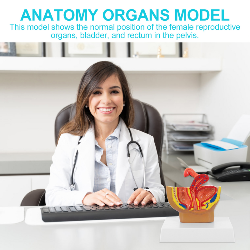 Modelo anatómico de cavidad pélvica femenina, suministros de laboratorio de exhibición para enseñanza, 1 unidad
