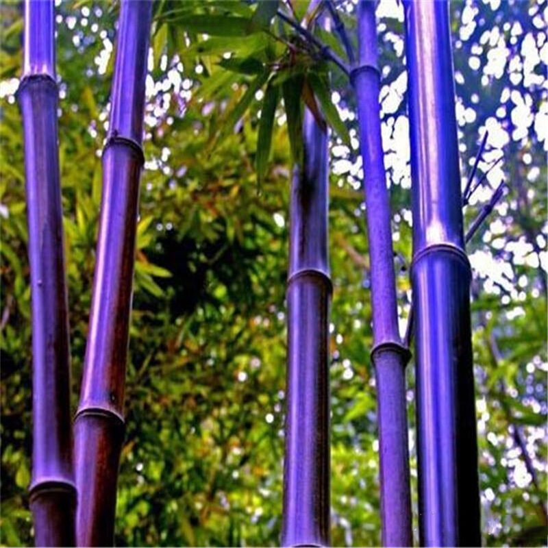 30 шт., бамбуковые семена