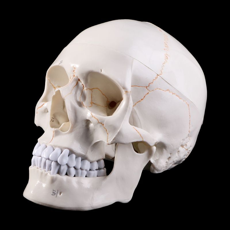 Modelo de cráneo humano de tamaño real, anatomía anatómica, enseñanza médica, esqueleto, cabeza, estudiar, suministros de enseñanza
