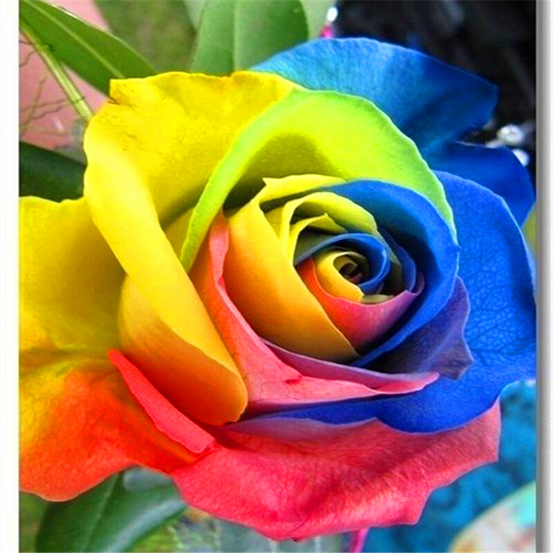 Sementes de rosas de arco-íris, 100 peças, plantas em vaso, armário para casa, banheiro, móveis coloridos